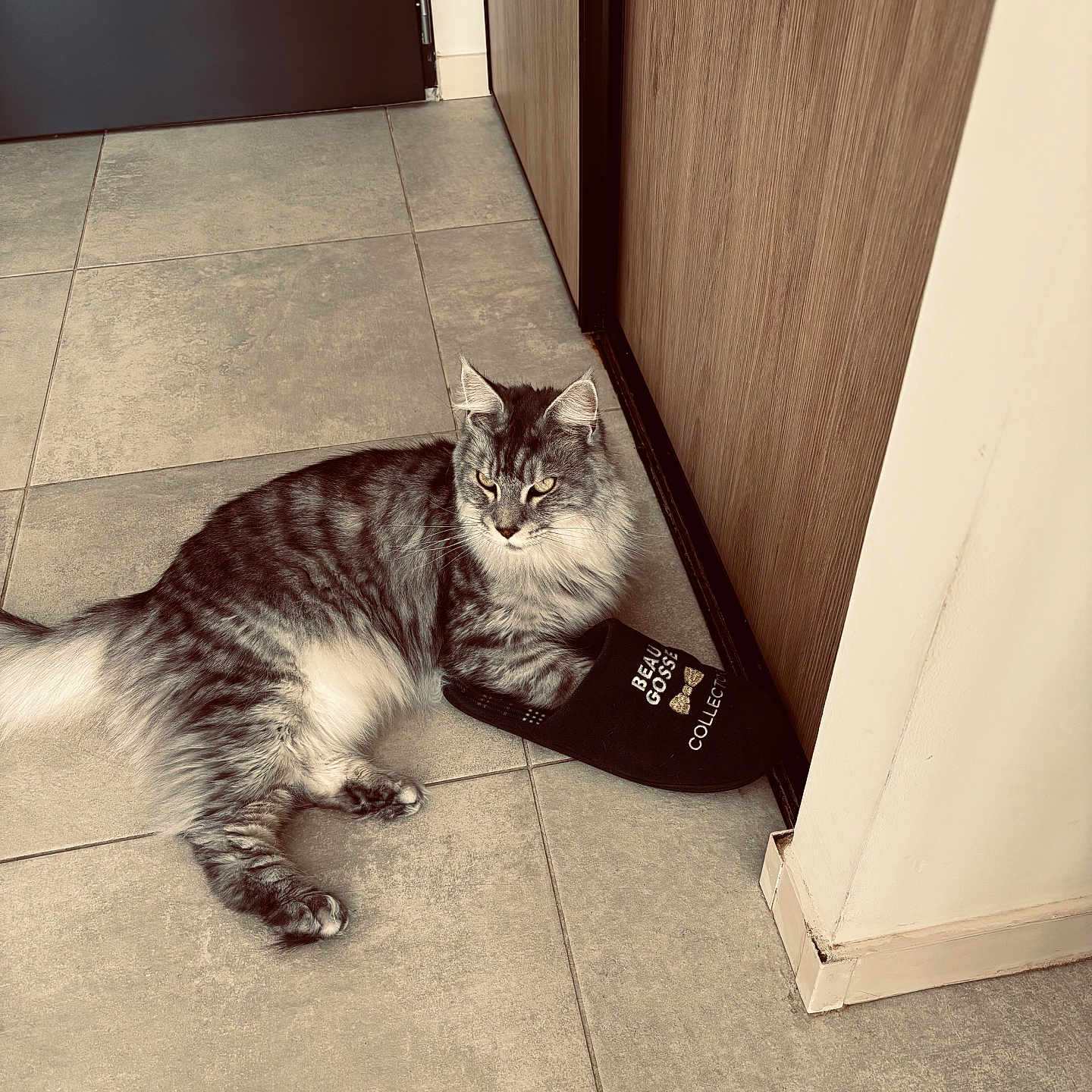 Ulan participe au concours pour gagner de l'argent avec cette photo : cat, tabby_cat, slipper, floor, tile, indoor, furniture, wooden_cabinet, door, paw, resting, gray_cat, pet, animal, cozy, relaxed, corner, domestic, fur, looking