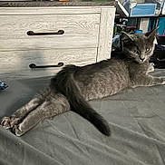 Khaos joined the competition — help win amazing prizes! cat, gray_cat, indoor, bed, furniture, dresser, relaxed, lying_down, pet, animal, tail, fur, whiskers, claws, ears, paws, domestic, cute, sleepy, cozy