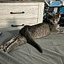 cat, gray_cat, indoor, bed, furniture, dresser, relaxed, lying_down, pet, animal, tail, fur, whiskers, claws, ears, paws, domestic, cute, sleepy, cozy