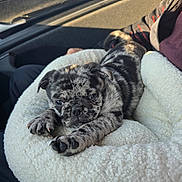 Amigo participe au concours pour gagner de l'argent avec cette photo : animal, black_and_grey, car_interior, companion, cozy, cute, dog, fur, indoor, jacket, merle, paw, person, pet_bed, puppy, relaxed, resting, small_dog, sunlight, white_bed