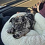 animal, black_and_grey, car_interior, companion, cozy, cute, dog, fur, indoor, jacket, merle, paw, person, pet_bed, puppy, relaxed, resting, small_dog, sunlight, white_bed