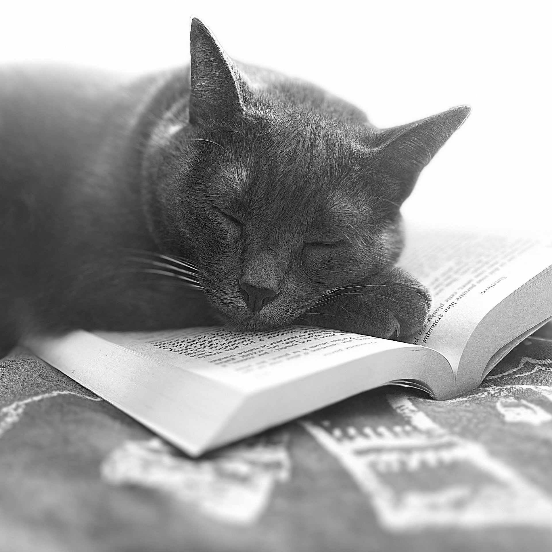 Tara participe au concours pour gagner de l'argent avec cette photo : animal, book, cat, close_up, cozy, cute, feline, fur, indoor, monochrome, nap, paw, pet, quiet, reading, relaxation, rest, sleeping, soft_focus, whiskers