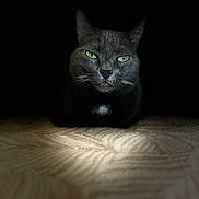 Tara a rejoint le concours — aidez-le/la à gagner de superbes lots ! animal, animal_portrait, calm, cat, close_up, dark_background, feline, focused, gray_cat, green_eyes, indoor, mysterious, patterned_surface, pet, portrait, shadow, sitting, soft_light, texture, whiskers