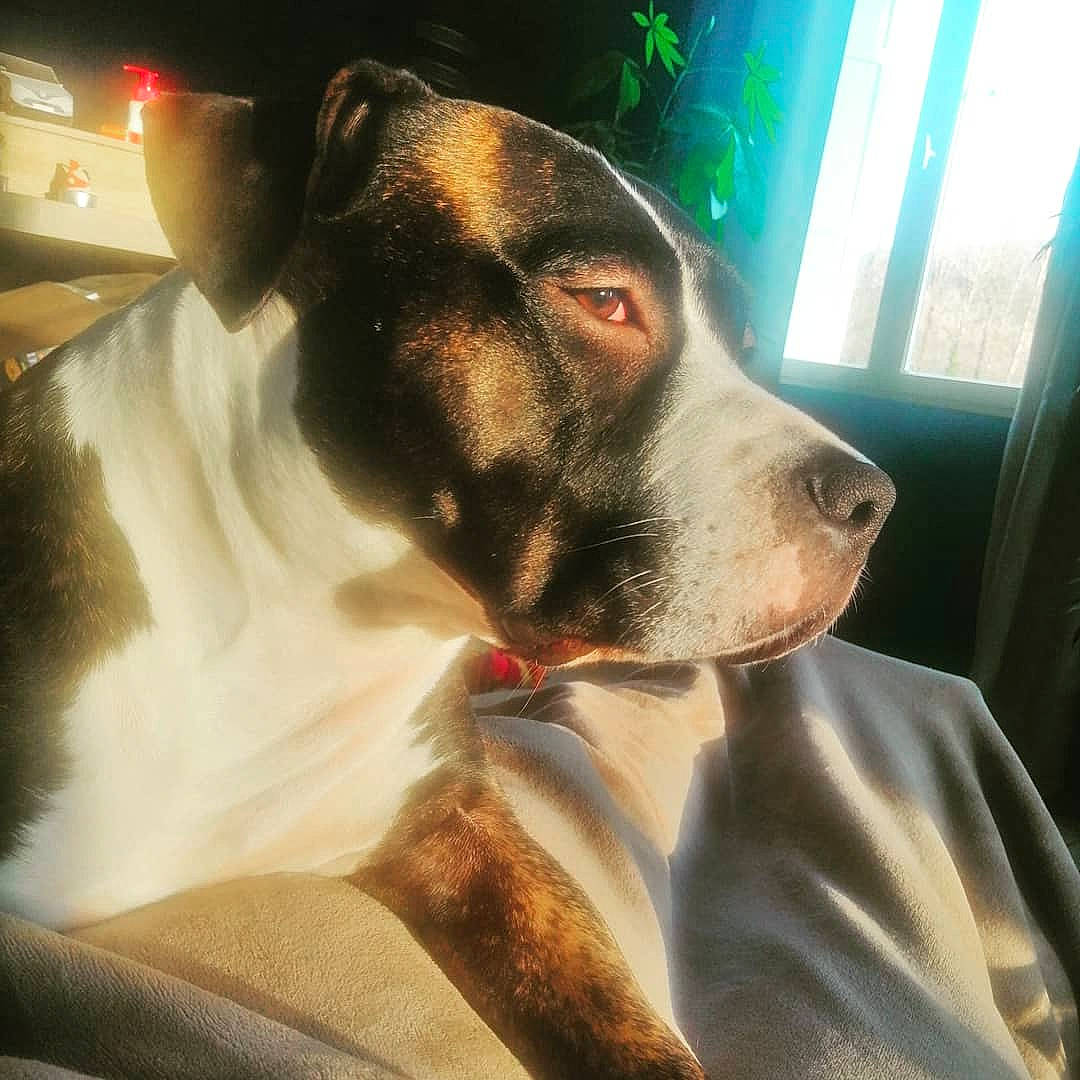 Priska participe au concours pour gagner de l'argent avec cette photo : canidae, carnivore, collar, companion_dog, dog, dog_breed, dog_collar, jaw, liver, mammal, pet_supply, snout, sporting_group, whiskers, working_animal, working_dog