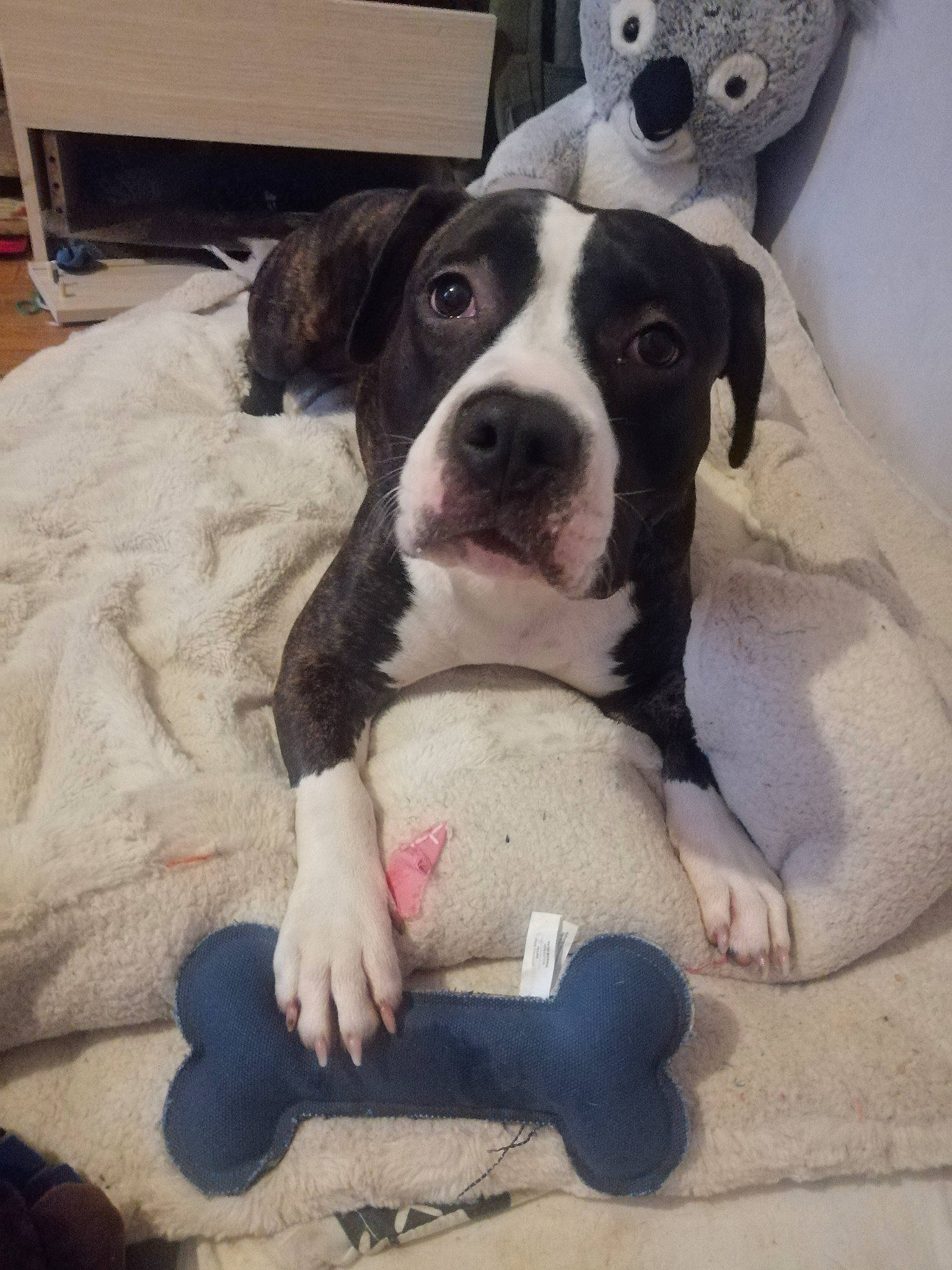 Priska a rejoint le concours — aidez-le/la à gagner de superbes lots ! canidae, carnivore, comfort, companion_dog, dog, dog_breed, dog_supply, dog_toy, non_sporting_group, pet_supply, snout, sporting_group, stuffed_toy, terrestrial_animal, vertebrate, whiskers, working_animal, working_dog