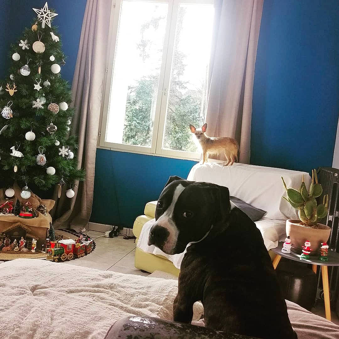 Priska a rejoint le concours — aidez-le/la à gagner de superbes lots ! carnivore, cat, christmas, christmas_decoration, christmas_ornament, christmas_tree, dog, dog_breed, felidae, fixture, holiday, home, house, interior_design, living_room, room, small_to_medium_sized_cats, vertebrate, window_treatment