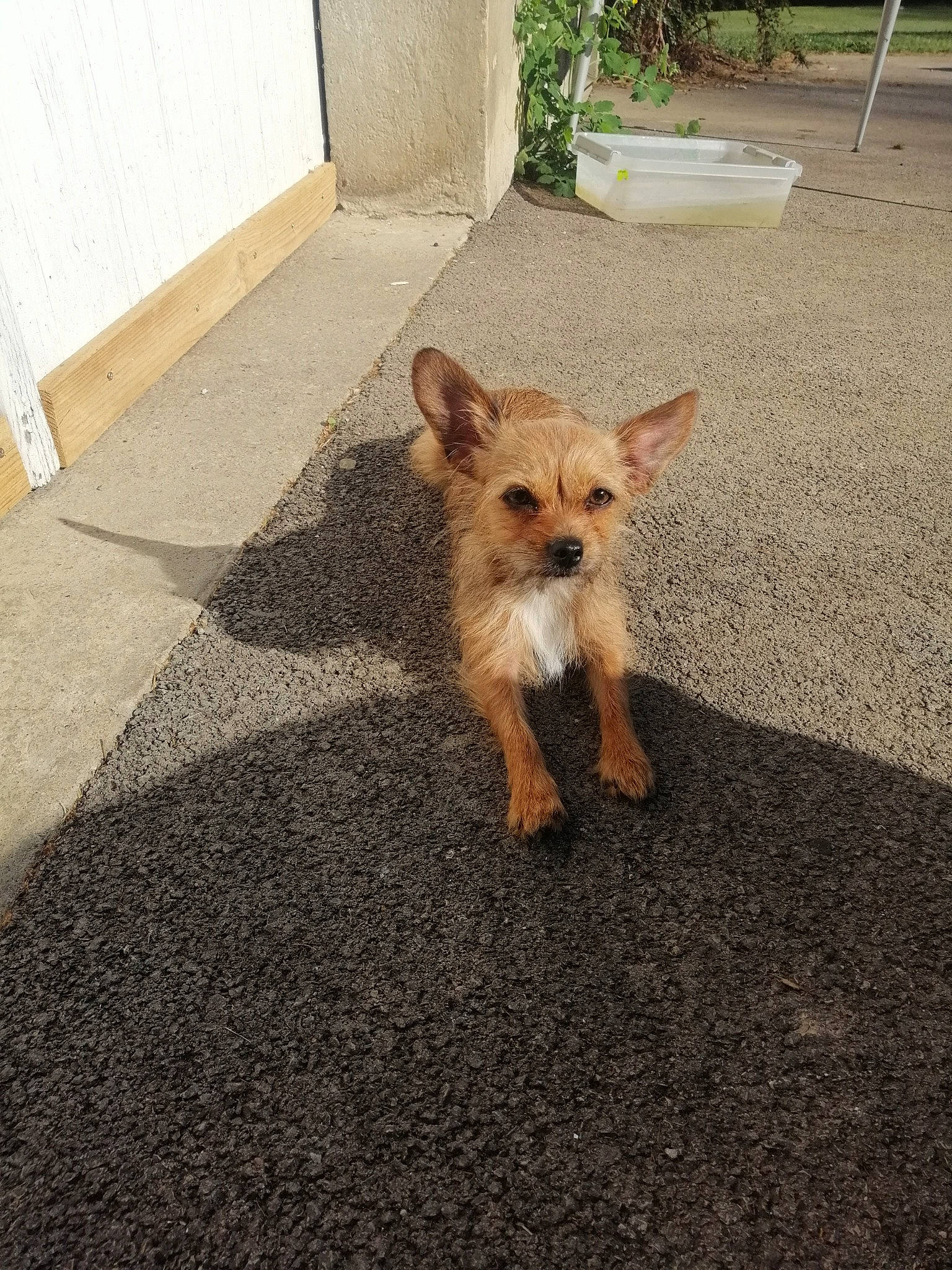 Laika a rejoint le concours — aidez-le/la à gagner de superbes lots ! canidae, carnivore, dog, dog_breed, fawn, floor, flowerpot, fox, fur, liver, mammal, non_sporting_group, shadow, small_terrier, snout, sporting_group, terrier, toy_dog, vertebrate, whiskers