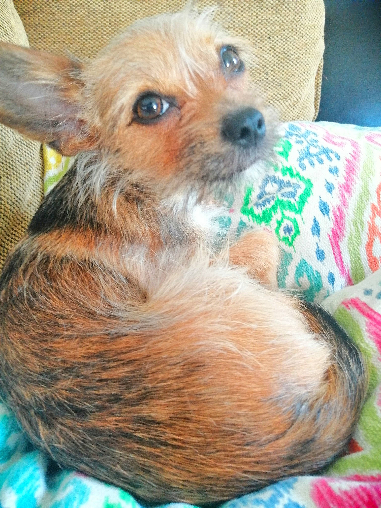 Laika a rejoint le concours — aidez-le/la à gagner de superbes lots ! canidae, carnivore, chihuahua, companion_dog, dog, dog_breed, dog_supply, fawn, fur, liver, non_sporting_group, pet_supply, puppy, small_terrier, snout, sporting_group, toy_dog, vertebrate, whiskers, working_animal