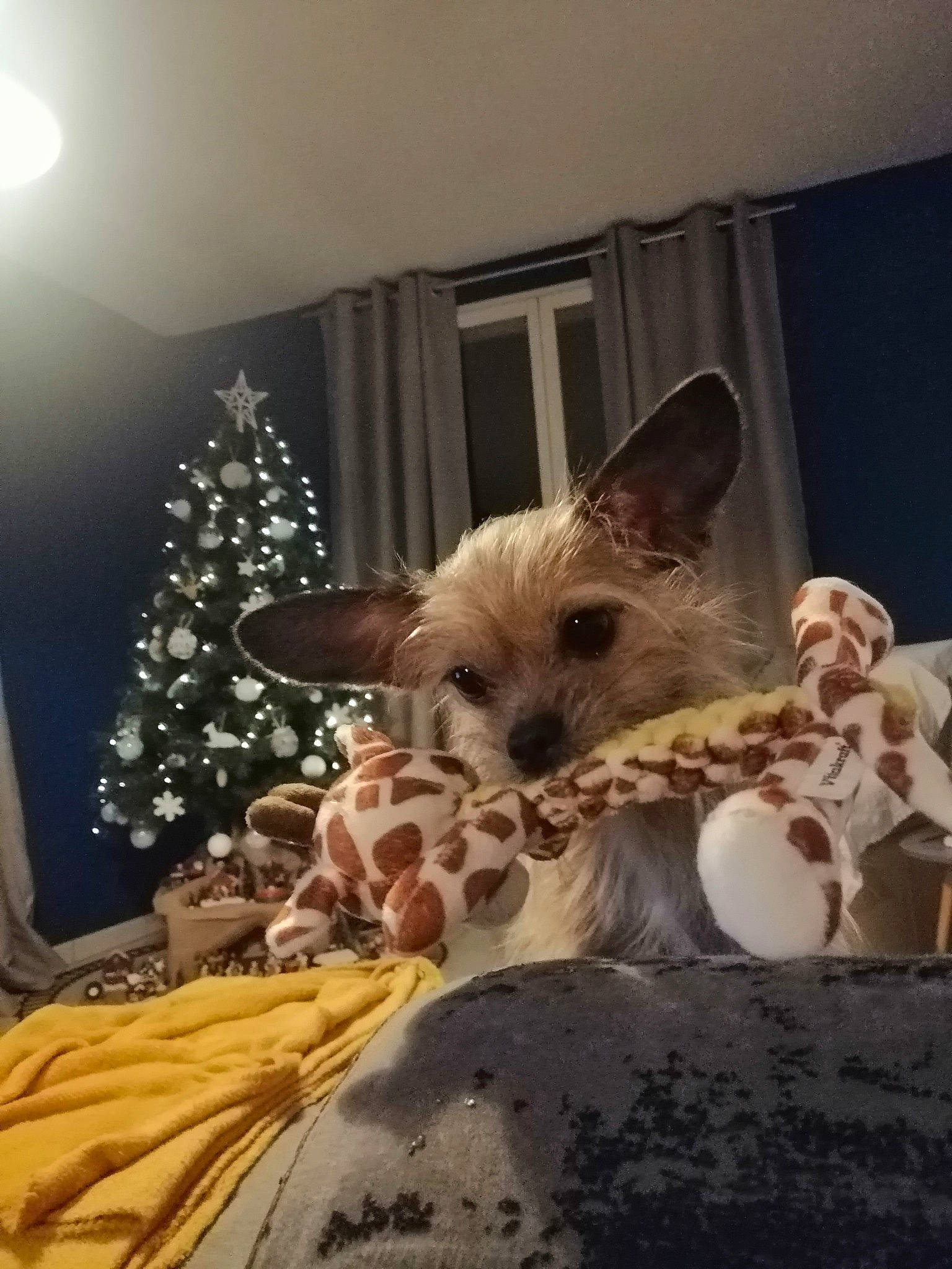 Laika participe au concours pour gagner de l'argent avec cette photo : canidae, carnivore, chihuahua, christmas, christmas_decoration, christmas_eve, christmas_lights, christmas_tree, companion_dog, dog, dog_breed, fawn, holiday, interior_design, ornament, small_terrier, snout, toy_dog, vertebrate