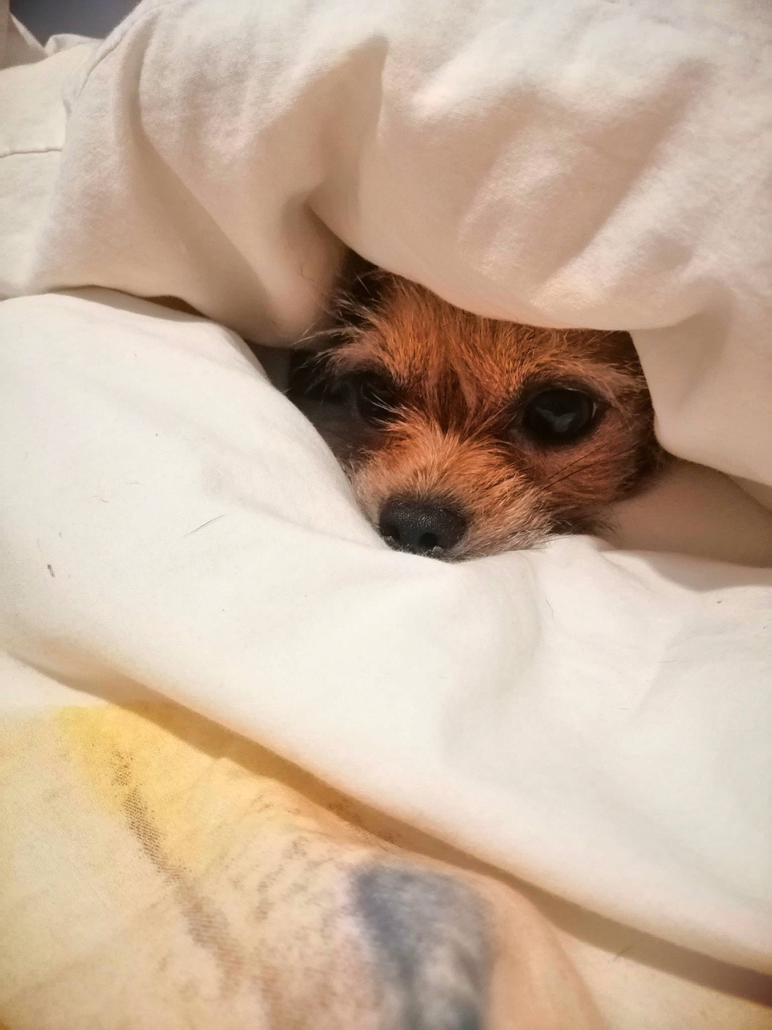 Laika participe au concours pour gagner de l'argent avec cette photo : bed, blanket, canidae, carnivore, comfort, companion_dog, dog, dog_breed, dog_supply, fawn, fur, linens, non_sporting_group, puppy, small_terrier, snout, toy_dog, working_animal, working_dog