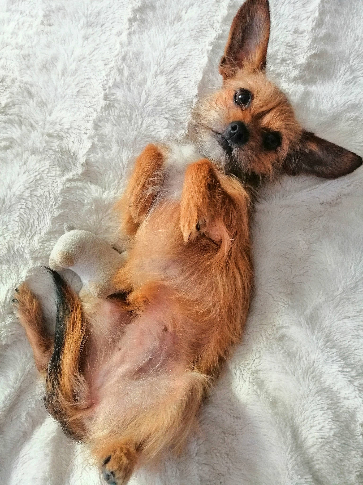 Laika participe au concours pour gagner de l'argent avec cette photo : canidae, carnivore, companion_dog, dog, dog_breed, dog_supply, fawn, fur, linens, liver, non_sporting_group, paw, snout, sporting_group, tan, toy_dog, vertebrate, whiskers, working_animal, working_dog