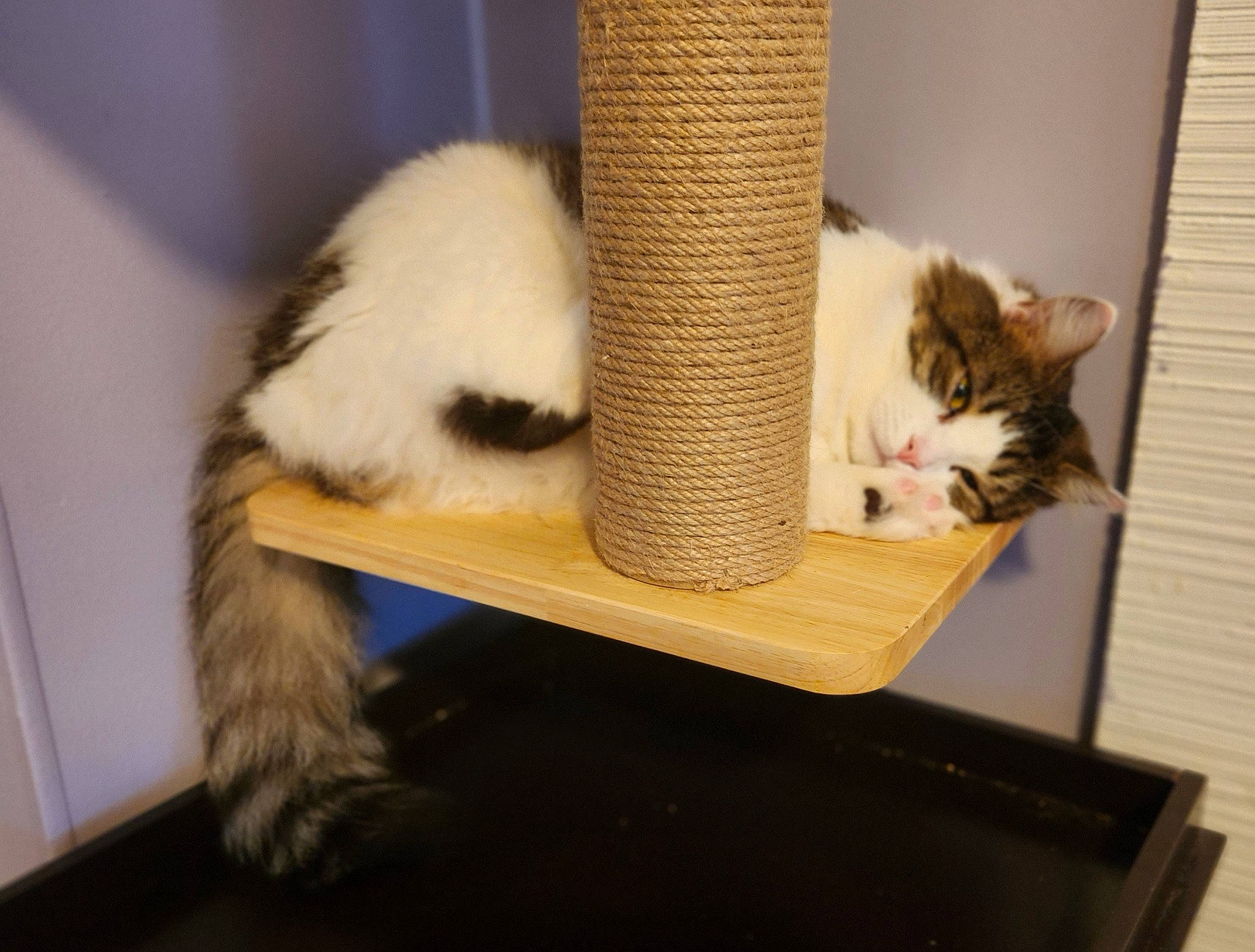 Tom-tom joined the competition — help win amazing prizes! carnivore, cat, cat_supply, claw, comfort, companion_dog, domestic_short_haired_cat, fawn, felidae, fur, mammal, pet_supply, room, small_to_medium_sized_cats, tail, terrestrial_animal, vertebrate, whiskers, wood, wool