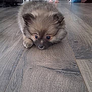 Enzo is registered to the contest to win money with this photo: puppy, dog, floor, wood_floor, indoor, animal, pet, furry, cute, small, lying_down, brown, black, eyes, face, ears, legs, person, home, background