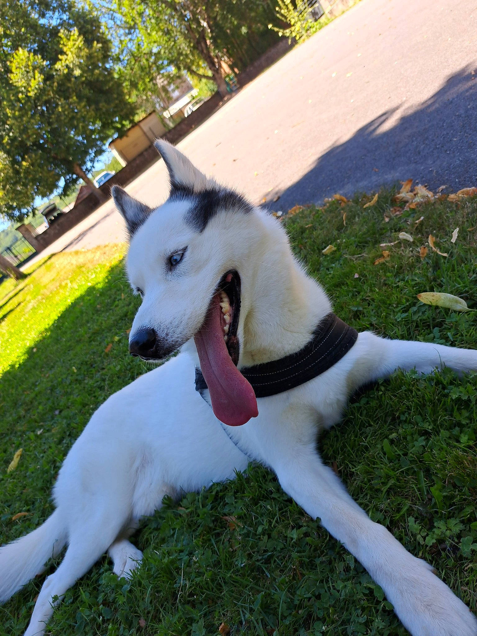 Lou participe au concours pour gagner de l'argent avec cette photo : canidae, carnivore, collar, companion_dog, dog, dog_breed, dog_collar, grass, non_sporting_group, plant, sporting_group, tail, tree, working_animal