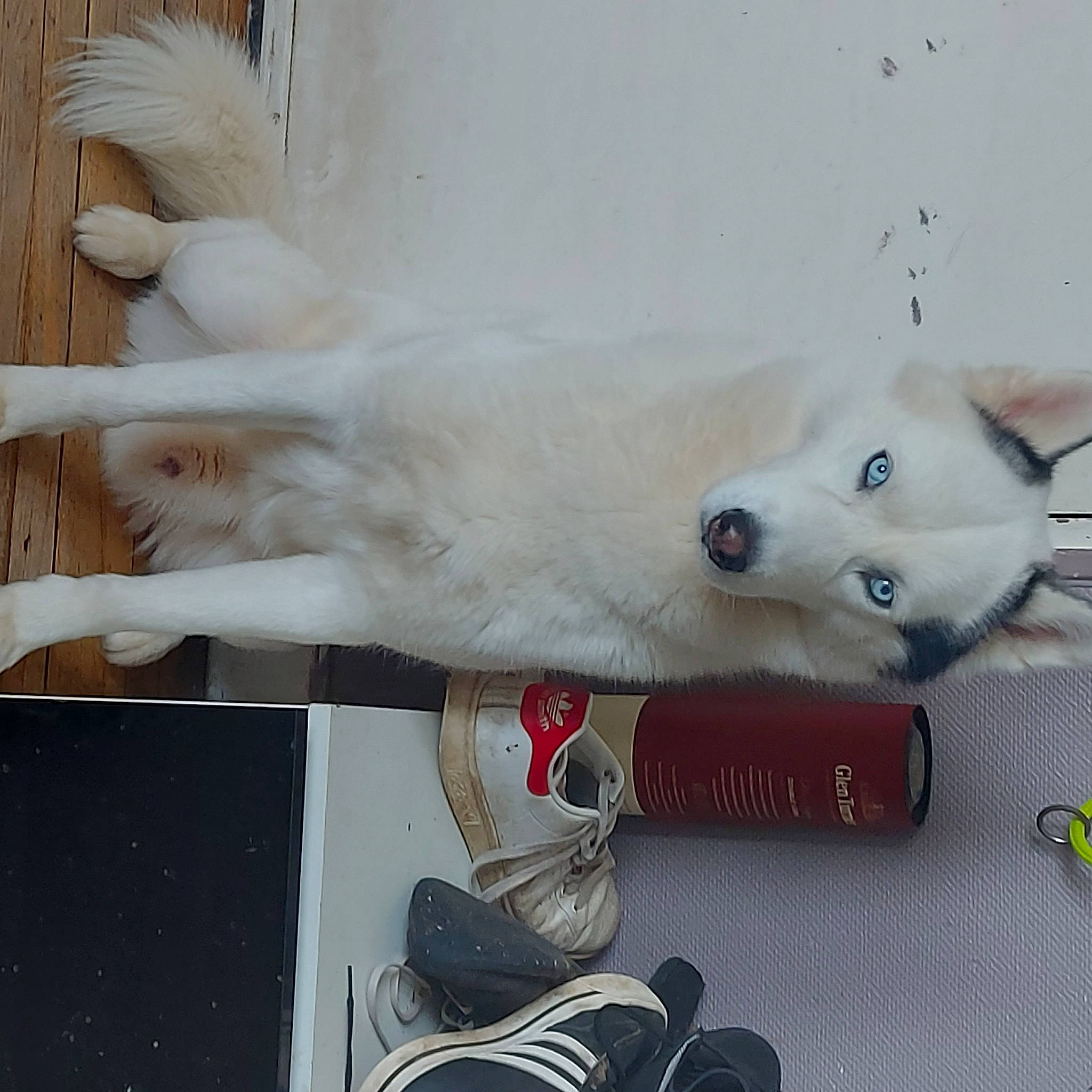 Lou participe au concours pour gagner de l'argent avec cette photo : athletic_shoe, canidae, carmine, carnivore, collar, companion_dog, dog, dog_breed, dog_collar, foot, fur, human_leg, outdoor_shoe, paw, sporting_group, sports_equipment, tail, walking_shoe, white, working_animal