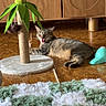 animal, cat, domestic_cat, feline, floor, furniture, green, home, indoor, lazy, living_room, pet, playful, relaxing, rug, scratching_post, tabby, toy, white, wooden_cabinet