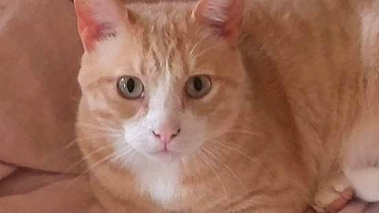 Popcorn a rejoint le concours — aidez-le/la à gagner de superbes lots ! carnivore, cat, domestic_short_haired_cat, fawn, felidae, fur, small_to_medium_sized_cats, snout, terrestrial_animal, whiskers