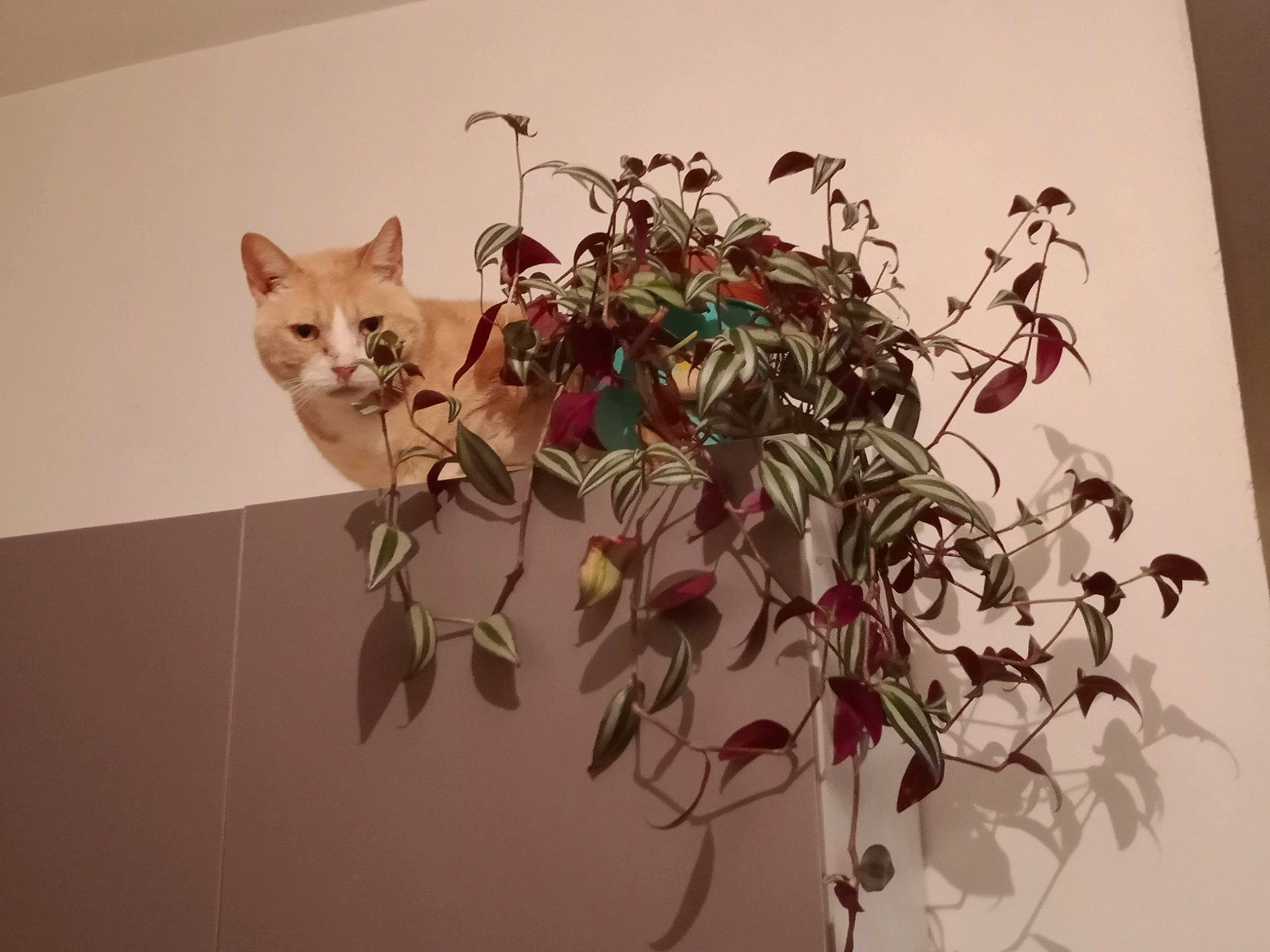 Popcorn participe au concours pour gagner de l'argent avec cette photo : art, carnivore, cat, ceiling, creative_arts, fawn, felidae, flowerpot, houseplant, petal, plant, small_to_medium_sized_cats, tail, twig, visual_arts, wall, wheel, whiskers, window, wood