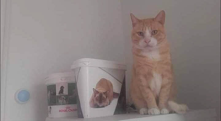 Popcorn participe au concours pour gagner de l'argent avec cette photo : box, carnivore, cat, cat_supply, comfort, domestic_short_haired_cat, fawn, felidae, fur, hardwood, paw, small_to_medium_sized_cats, snout, tail, whiskers, wood