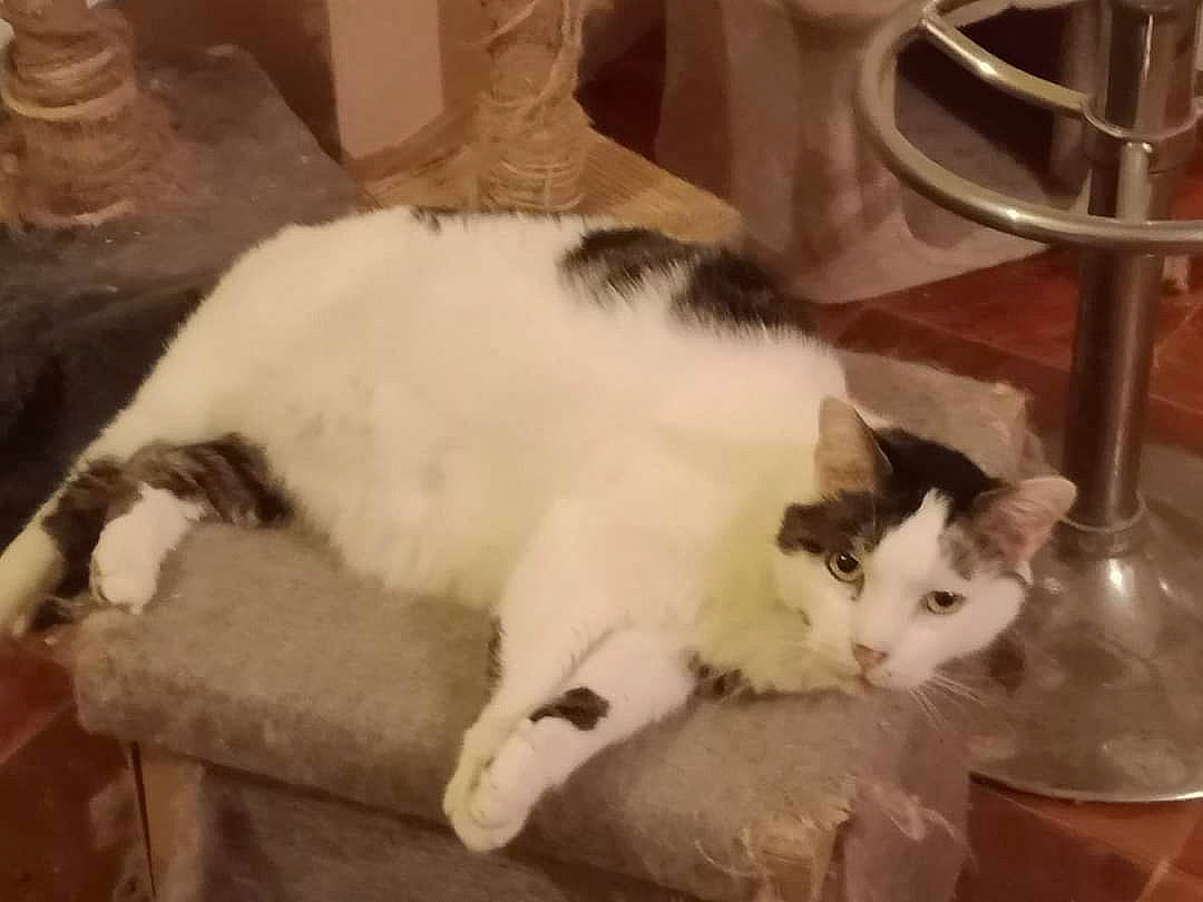 Physalis participe au concours pour gagner de l'argent avec cette photo : carnivore, cat, cat_supply, comfort, domestic_short_haired_cat, eye, felidae, flooring, fur, paw, small_to_medium_sized_cats, snout, tail, terrestrial_animal, whiskers