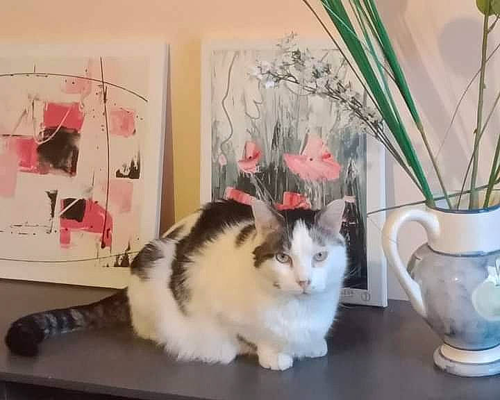 Physalis participe au concours pour gagner de l'argent avec cette photo : art, carnivore, cat, domestic_short_haired_cat, event, felidae, flooring, flowerpot, fur, hardwood, houseplant, paw, picture_frame, plant, room, serveware, small_to_medium_sized_cats, tail, whiskers, wood