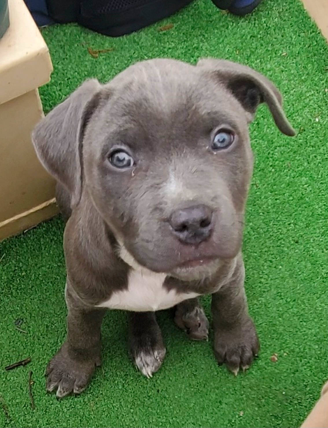 Blue is registered to the contest to win money with this photo: borador, box, canidae, carnivore, companion_dog, computer_keyboard, dog, dog_breed, eye, fawn, grass, groundcover, liver, non_sporting_group, plant, snout, sporting_group, terrestrial_animal, whiskers, working_animal