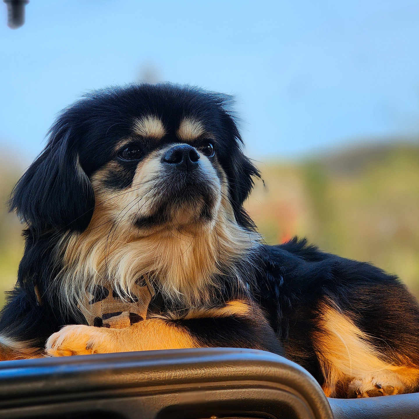Bruno is registered to the contest to win money with this photo: alloywheel, animal, canine, car, carwheel, chihuahua, cockerspaniel, collie, dog, hound, machine, papillon, pet, puppy, spoke, terrier, tire, transportation, vehicle, wheel