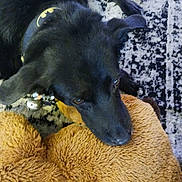 Rocko joined the competition — help win amazing prizes! animal, ball, blanket, canine, chihuahua, clothing, couch, cushion, dog, furniture, homedecor, hound, labradorretriever, person, pet, puppy, sleeping, sport, tennis, tennisball