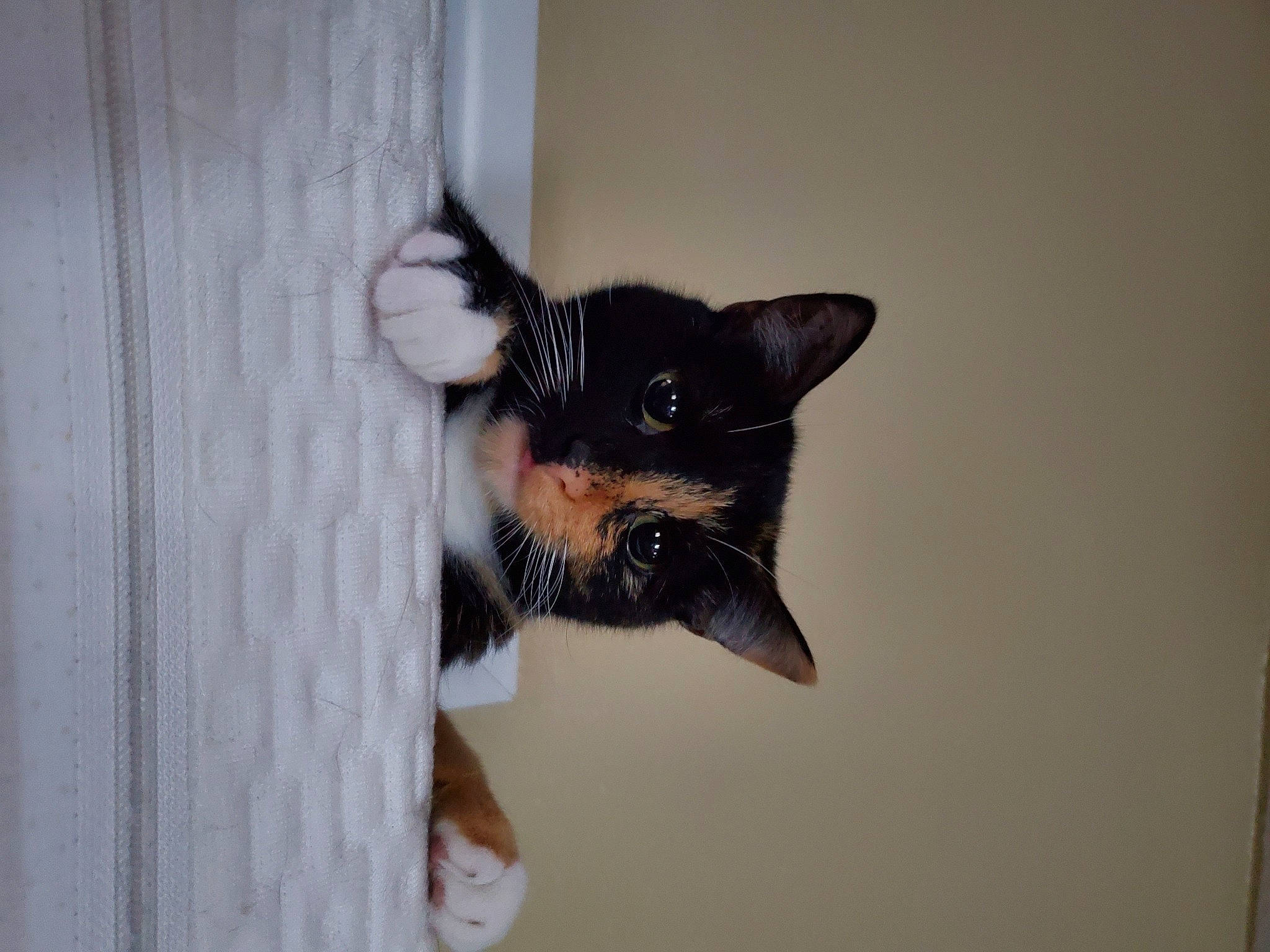 Yaya joined the competition — help win amazing prizes! canidae, carnivore, cat, dog_breed, ear, felidae, snout, toy_dog, toy_fox_terrier, whiskers