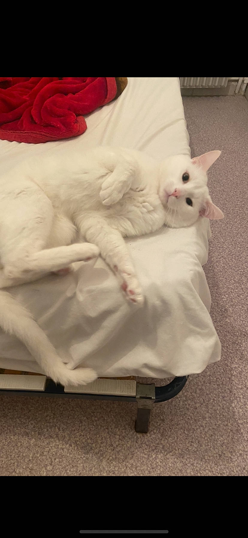 Timi participe au concours pour gagner de l'argent avec cette photo : carnivore, cat, chair, comfort, companion_dog, dress, felidae, flooring, formal_wear, fur, human_body, paw, room, sitting, small_to_medium_sized_cats, stuffed_toy, tail, toy, vintage_clothing, whiskers