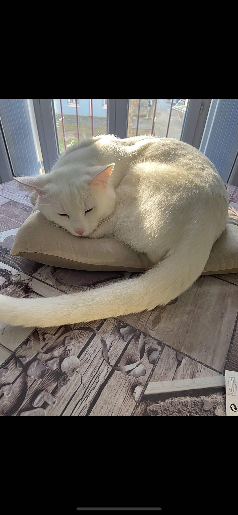 Timi a rejoint le concours — aidez-le/la à gagner de superbes lots ! carnivore, cat, cat_supply, comfort, domestic_short_haired_cat, fawn, felidae, flooring, fur, hardwood, paper_product, paw, pet_supply, photo_caption, rectangle, small_to_medium_sized_cats, snout, tail, whiskers, wood