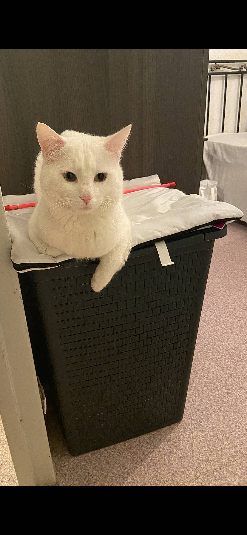 Timi a rejoint le concours — aidez-le/la à gagner de superbes lots ! basket, box, cardboard, carnivore, carton, cat, curtain, domestic_short_haired_cat, felidae, fur, home_appliance, packaging_and_labeling, packing_materials, paper, paper_product, shipping_box, small_to_medium_sized_cats, tail, whiskers, wood