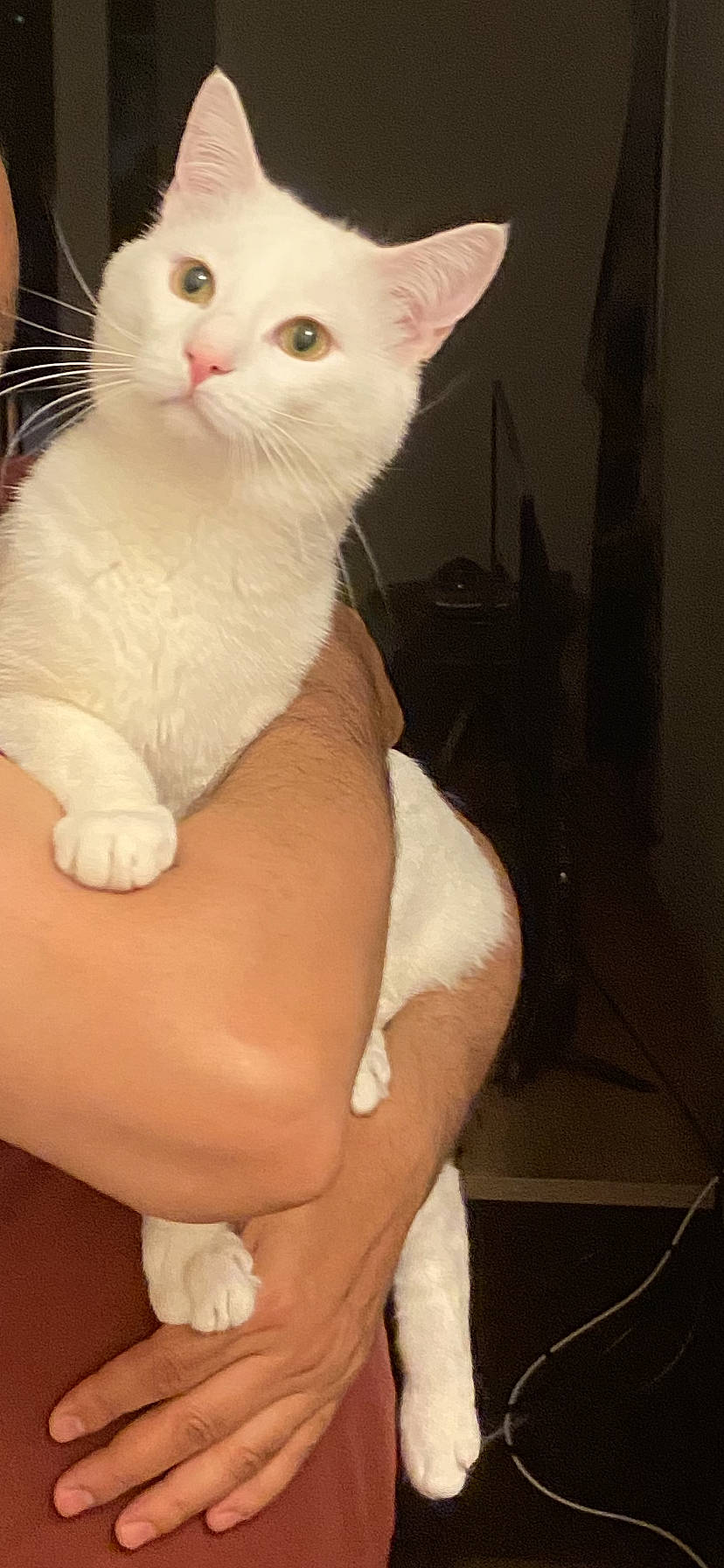 Timi participe au concours pour gagner de l'argent avec cette photo : abdomen, carnivore, cat, comfort, ear, eye, fawn, felidae, finger, fur, gesture, hand, head, nail, neck, small_to_medium_sized_cats, tail, thigh, trunk, whiskers