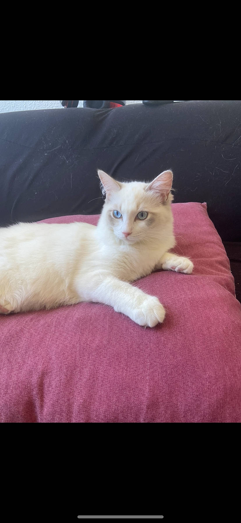 Luna a rejoint le concours — aidez-le/la à gagner de superbes lots ! carnivore, cat, claw, comfort, domestic_short_haired_cat, fawn, felidae, fur, linens, nap, paw, sitting, small_to_medium_sized_cats, snout, tail, whiskers, wood