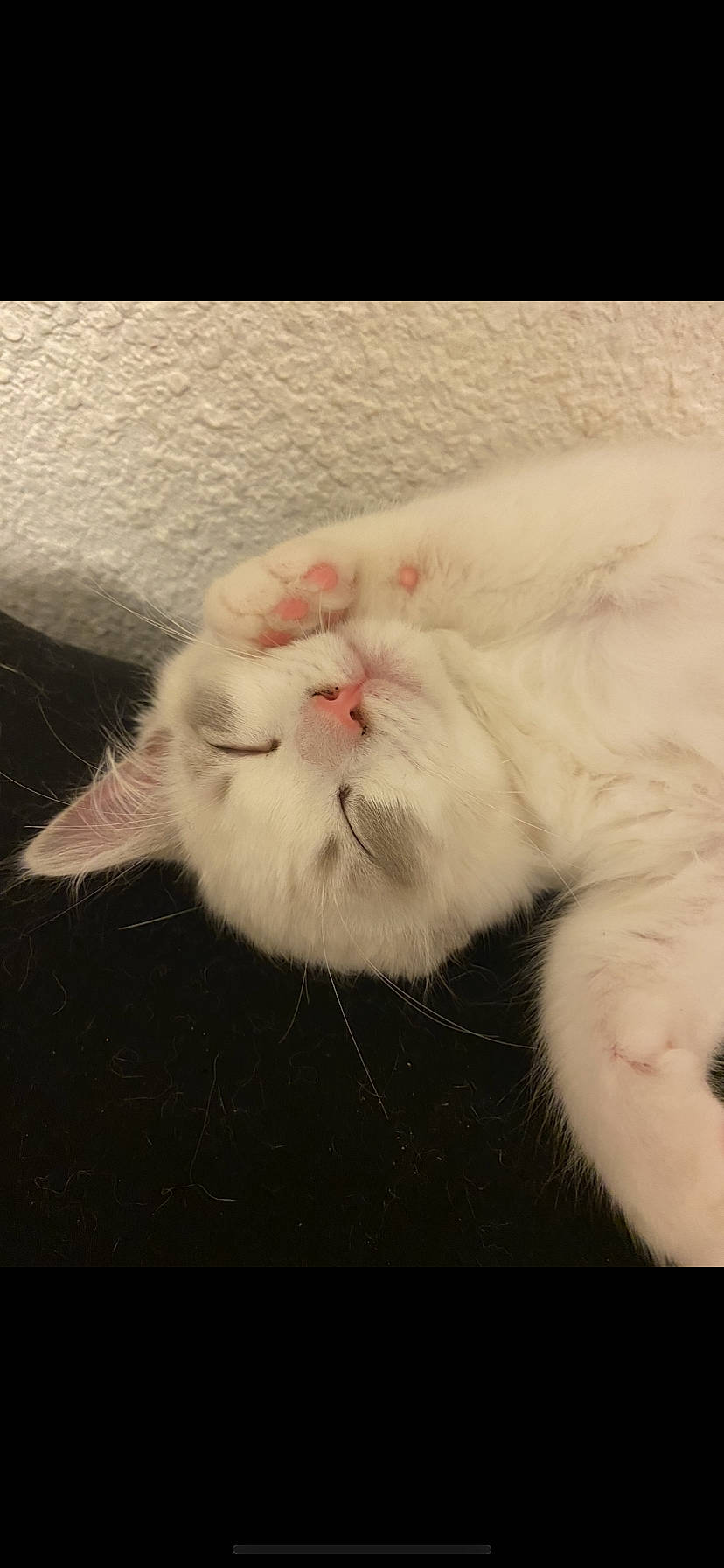 Luna participe au concours pour gagner de l'argent avec cette photo : carnivore, cat, claw, comfort, domestic_short_haired_cat, felidae, foot, fur, paw, photo_caption, small_to_medium_sized_cats, snout, tail, whiskers