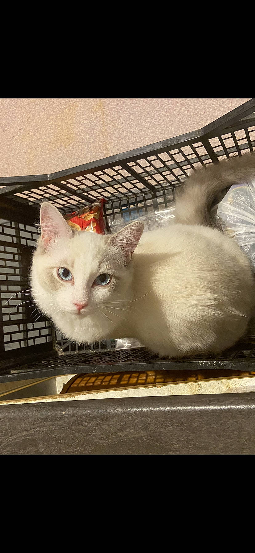 Luna a rejoint le concours — aidez-le/la à gagner de superbes lots ! animal_shelter, carnivore, cat, claw, domestic_short_haired_cat, eye, fawn, felidae, fur, paw, small_to_medium_sized_cats, snout, tail, whiskers, wood