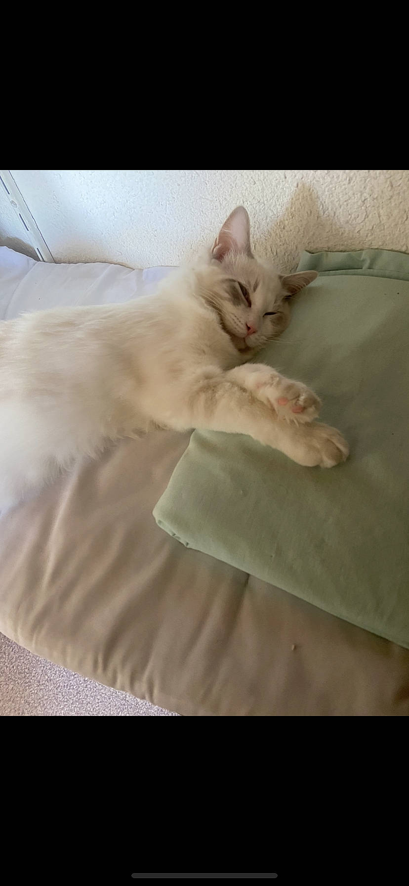 Luna participe au concours pour gagner de l'argent avec cette photo : carnivore, cat, comfort, domestic_short_haired_cat, felidae, fur, gesture, linens, nap, paw, small_to_medium_sized_cats, tail, whiskers