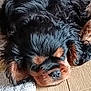 Appy participe au concours pour gagner de l'argent avec cette photo : adorable, animal, black, brown, canine, carpet, closeup, cute, dog, domestic, floor, fur, indoors, laying, peaceful, pet, puppy, resting, sleeping, young