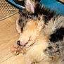 puppy, sleeping, dog, fur, paw, floor, slipper, cozy, pet, animal, cute, resting, indoors, closeup, adorable, relaxing, domestic, mammal, soft, young