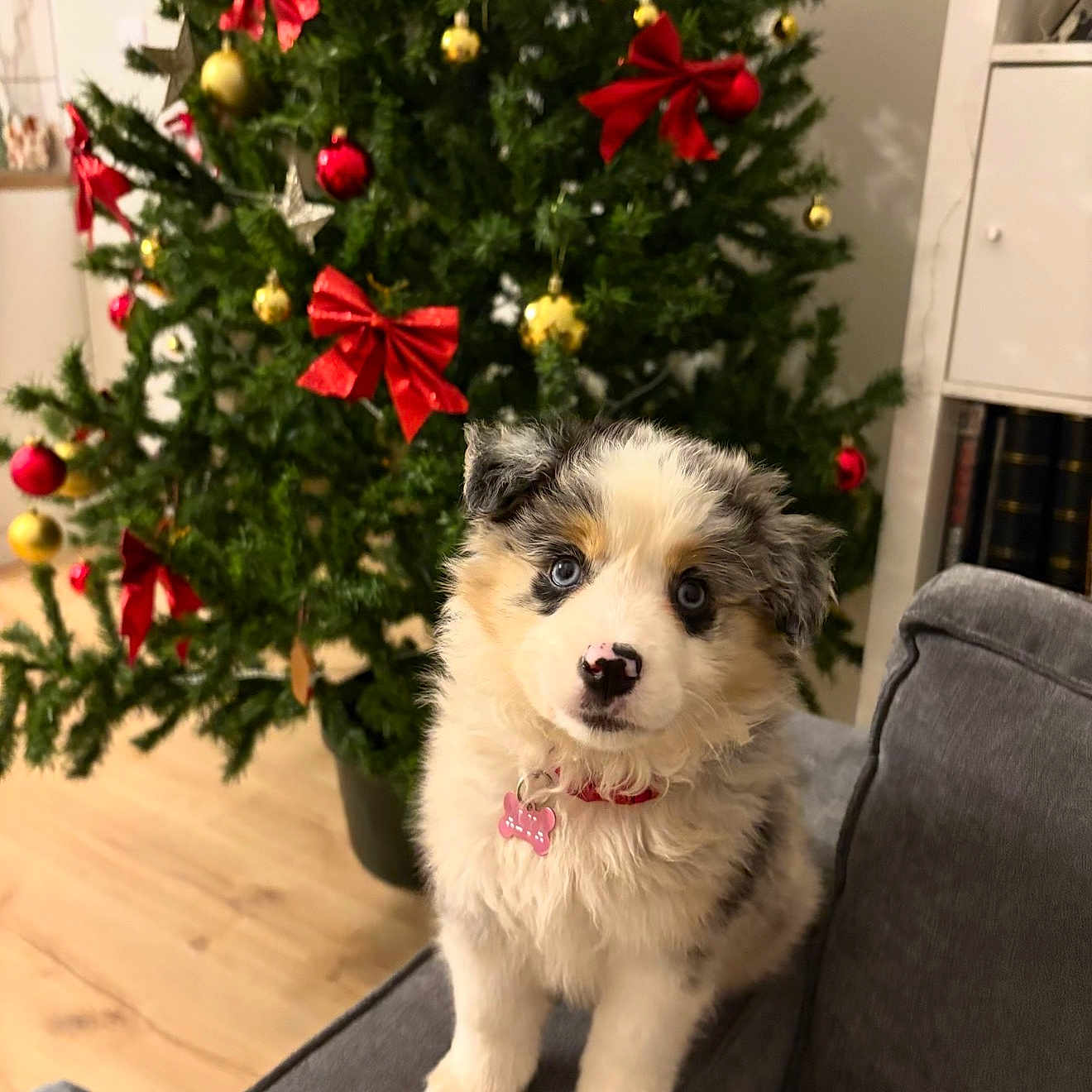 Alya participe au concours pour gagner de l'argent avec cette photo : adorable, blue_eyes, christmas_tree, couch, cute, decorated_tree, dog, festive, fluffy, furniture, gold_ornaments, holiday_decorations, home, indoor, living_room, pet_collar, pet_tag, puppy, red_bow, wooden_floor