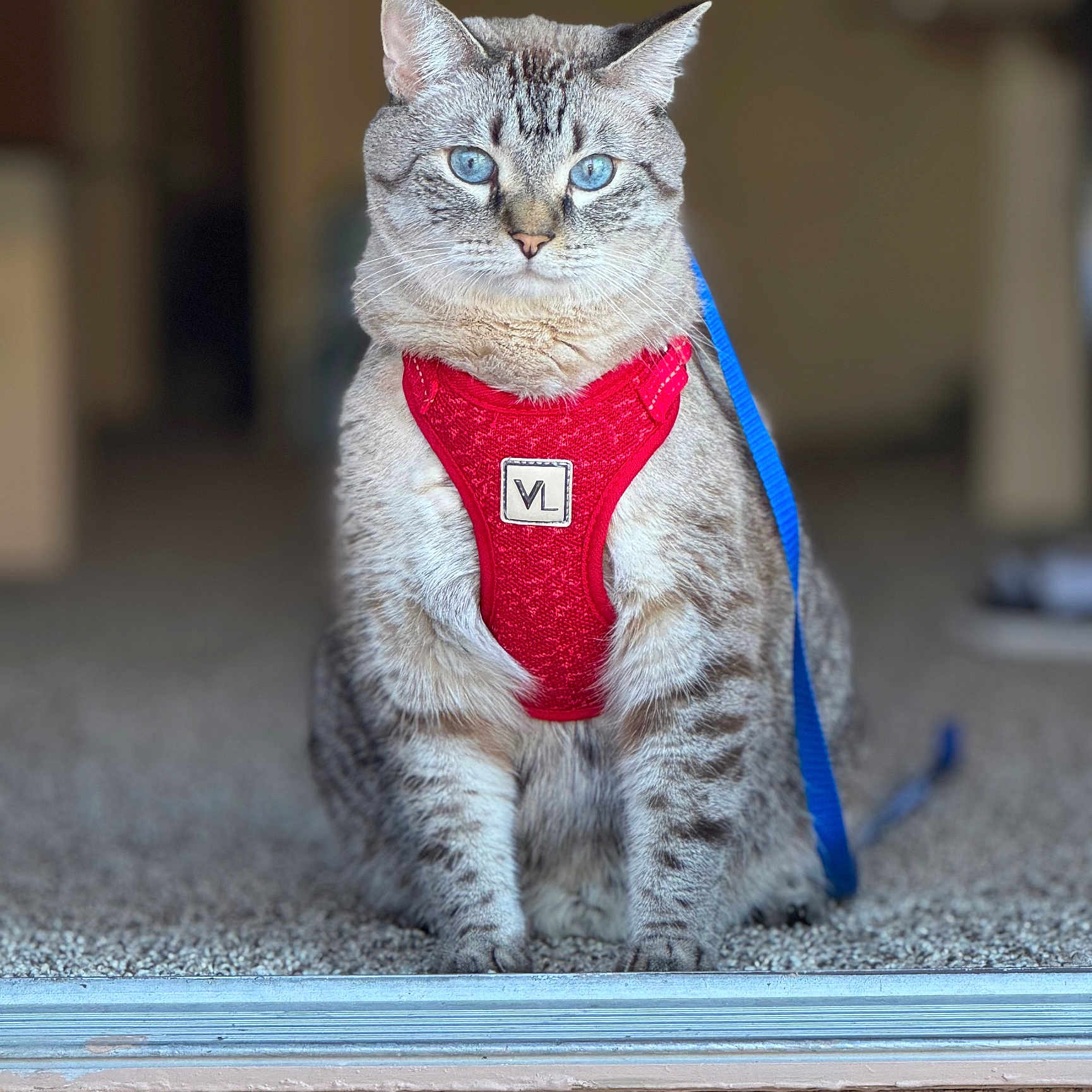 Nikolai