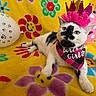 cat, birthday, crown, bandana, balloon, flower_pattern, yellow_blanket, pink, white_cat, black_spots, celebration, party, pet, cute, relaxed, indoor, festive, animal, costume, colorful