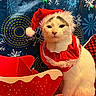 Yeti is registered to the contest to win money with this photo: cat, white_cat, christmas_hat, festive_clothing, holiday_decor, snowflake_pattern, string_lights, red_box, indoor, pet, animal, cute, portrait, feline, christmas_theme, holiday, decorations, sitting, face, costume