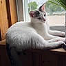 Yeti joined the competition — help win amazing prizes! cat, white_cat, gray_spots, windowsill, wooden_surface, window, indoor, potted_plant, green_plant, natural_light, relaxed, animal, pet, fur, tail, daylight, looking_outside, cozy, quiet, resting