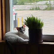 Yeti joined the competition — help win amazing prizes! cat, white_cat, potted_plant, window, windowsill, greenery, indoor, relaxing, natural_light, wood, urban_background, screen, pet, animal, feline, resting, daylight, houseplant, quiet, domestic
