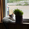 cat, white_cat, potted_plant, window, windowsill, greenery, indoor, relaxing, natural_light, wood, urban_background, screen, pet, animal, feline, resting, daylight, houseplant, quiet, domestic