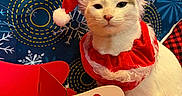 Yeti is registered to the contest to win money with this photo: cat, white_cat, santa_hat, holiday_costume, christmas, festive, red_collar, snowflake_background, string_lights, decorative_sleigh, indoor, pet, animal, cute, portrait, holiday_decor, seasonal, festive_lighting, costume, celebration