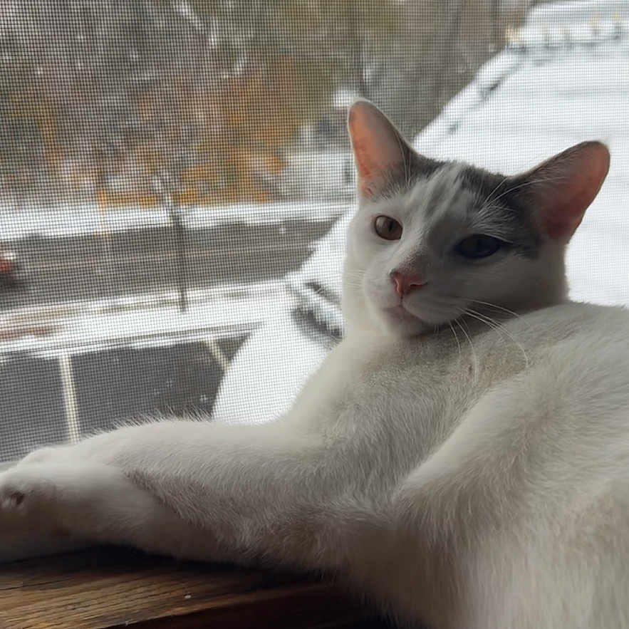 Yeti