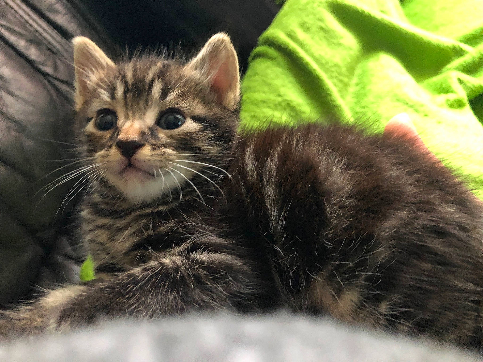 Pom participe au concours pour gagner de l'argent avec cette photo : american_shorthair, american_wirehair, asian, british_semi_longhair, carnivore, cat, domestic_long_haired_cat, domestic_short_haired_cat, dragon_li, european_shorthair, felidae, kitten, mammal, pixie_bob, siberian, small_to_medium_sized_cats, tabby_cat, vertebrate, whiskers, wild_cat