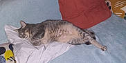 Arya a rejoint le concours — aidez-le/la à gagner de superbes lots ! animal, bed, cat, comfort, cozy, cushion, cute, domestic_cat, feline, fur, gray_tabby, indoor, nap, pet, pillow, relaxed, resting, sleeping, soft, whiskers
